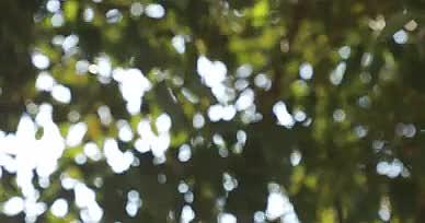 阳光树叶光影是生命的希望和春天的气息视频的预览图